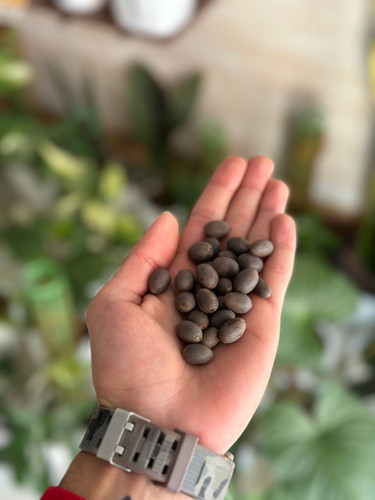 بسته ۴ عددی نیلوفر آبی