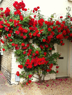 بذر رز رونده