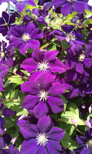 بذر کلماتیس