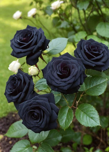 بذر رز مشکی