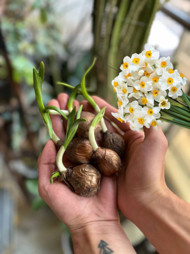 پیاز گل نرگس معطر